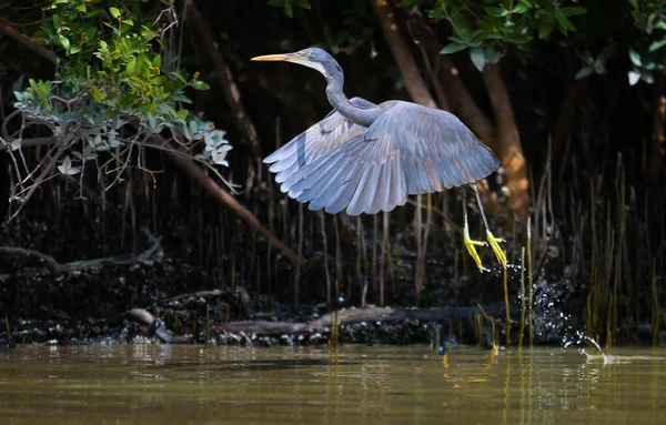 Western reef heron in eastern mangroves Abu Dhabi, UAE