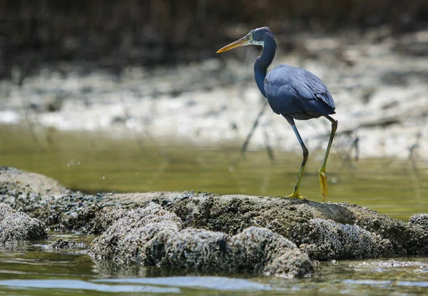 Garza Arrecife Occidental Manglares Orientales Abu Dhabi Emiratos Árabes Unidos —  Fotos de Stock