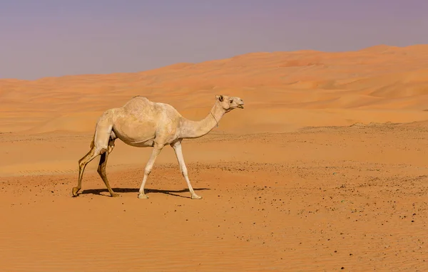 リワ砂漠 アブダビ アラブ首長国連邦のラクダ — ストック写真