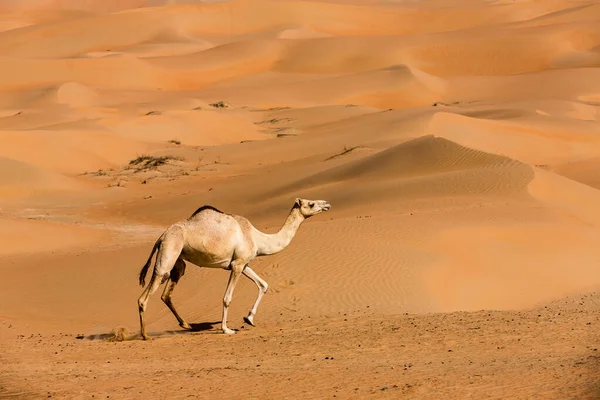 Kamelen Liwa Woestijn Abu Dhabi Verenigde Arabische Emiraten — Stockfoto