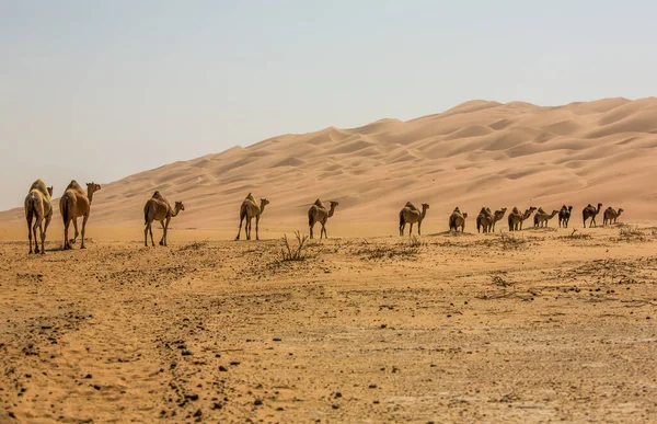 Grupa Wielbłądów Spacerujących Pustyni Liwa Abu Zabi Zjednoczone Emiraty Arabskie — Zdjęcie stockowe