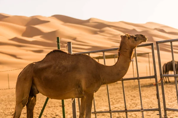 Zdjęcie Pojedynczego Wielbłąda Pustyni Abu Zabi Zjednoczone Emiraty Arabskie — Zdjęcie stockowe