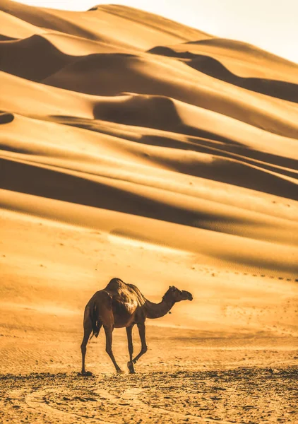Batı bölgesindeki tek devenin fotoğrafı Abu Dabi Çölü, Birleşik Arap Emirlikleri