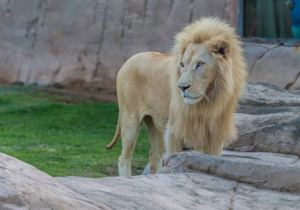 アラブ首長国連邦アブダビのアル アイン動物園 — ストック写真