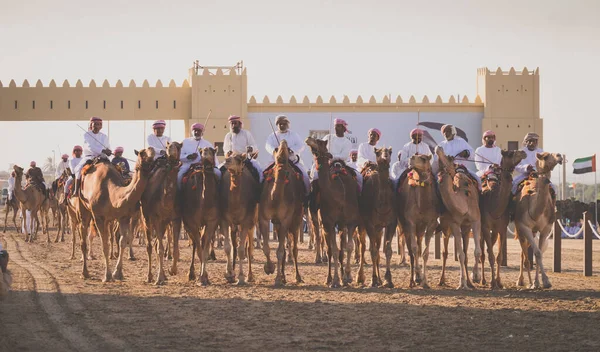 Deve binicileri Al Wathba Şeyh Zayed Herit 'te yarışmak için sıraya girdiler.