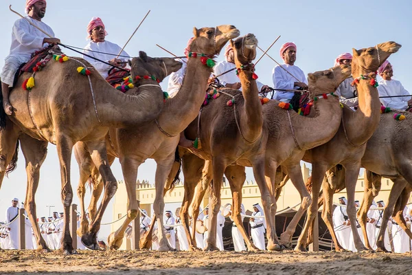 Вершники Верблюдів Виступають Фестивалі Wathba Sheikh Zayed Heritage Festival Аль — стокове фото
