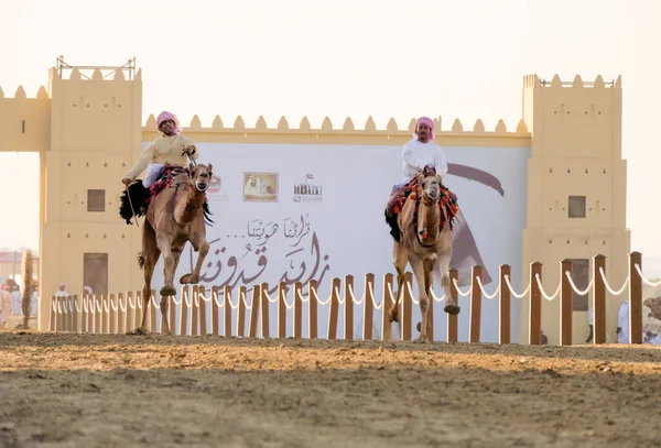Гонка Верблюдів Фестивалі Wathba Sheikh Zayed Heritage Festival Аль Ватбі — стокове фото