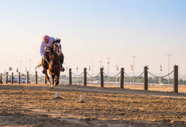 Şeyh Zayed Miras Festivali Nde Arap Atlarına Binmek Eylül 2014 — Stok fotoğraf