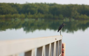 Doğu mangrovlarındaki Batı resif balıkçıl kuşu Abu Dabi, BAE