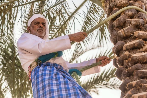 Cultuur Van Verenigde Arabische Emiraten Het Beklimmen Van Palmen Van — Stockfoto