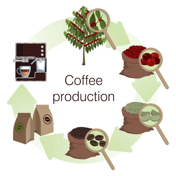 Infografika. Proces i etapy produkcji kawy. — Wektor stockowy