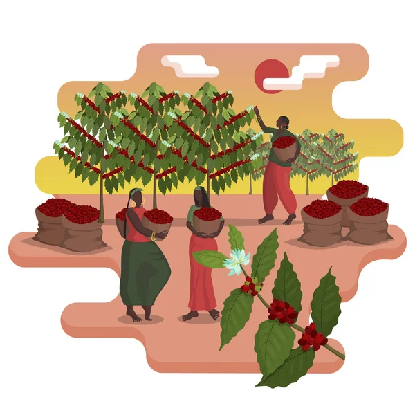 Tres hermosas mujeres negras con cestas cosechan café en la plantación en temporada de cosecha — Archivo Imágenes Vectoriales