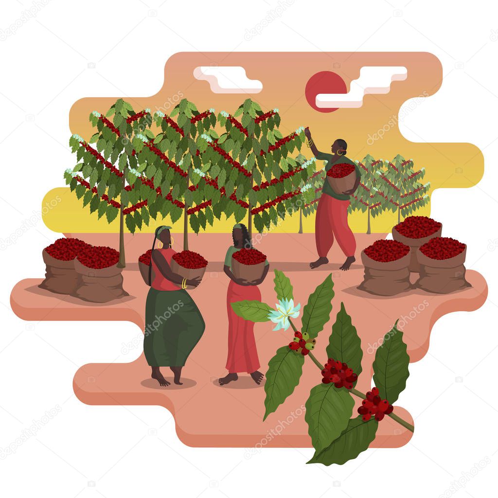 Three beautiful black women with baskets harvest coffee on the plantation in harvest season
