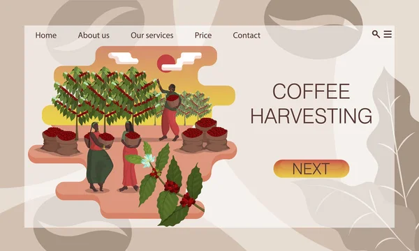 Drie mooie zwarte vrouwen met manden oogsten koffie op de plantage. Concept van website, ontwerp landingspagina sjabloon — Stockvector