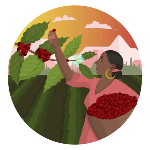 Hermosa mujer negra está cosechando bayas de café contra el fondo de la plantación y el paisaje de montaña — Archivo Imágenes Vectoriales