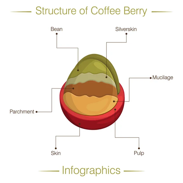 Struktura jagód kawy. Infografika — Wektor stockowy