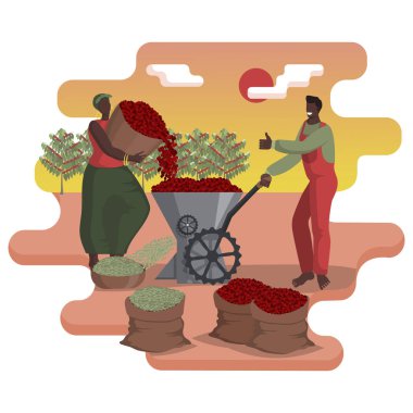 Hulling kahvesi. Siyahi bir adam ve kadın özel bir birimde kahve çekirdeklerini temizler..