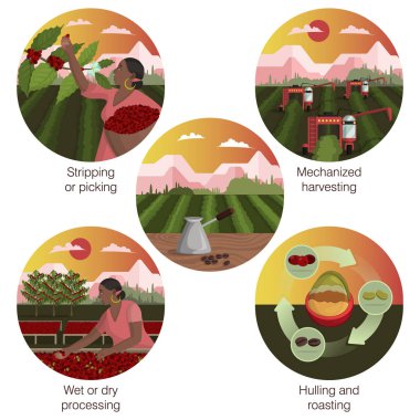 Kahve imalatı. İşlem ve üretim aşamaları. Simge ayarlandı