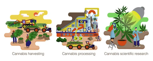 Cannabis, hennepproductie. Proces- en productiefasen. Illustratieset — Stockvector