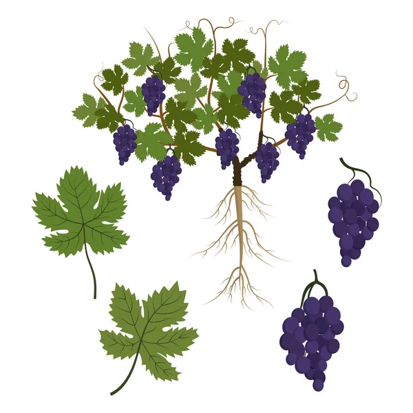 Roślinne winogrona i ich części. Winorośl, liście i kilka czarnych jagód — Wektor stockowy
