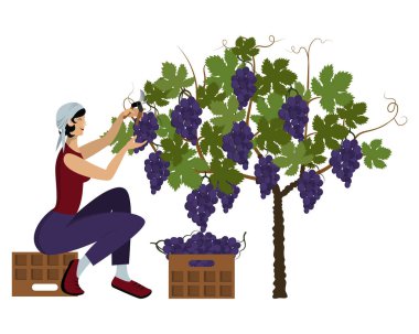 Beautiful young woman in a kerchief is harvesting black  grape using the pruning shear sitting on a box clipart
