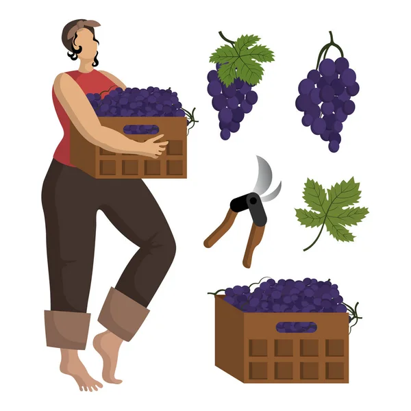 Bella giovane donna in un fazzoletto è in possesso di una scatola di uva. Raccolta dell'uva — Vettoriale Stock