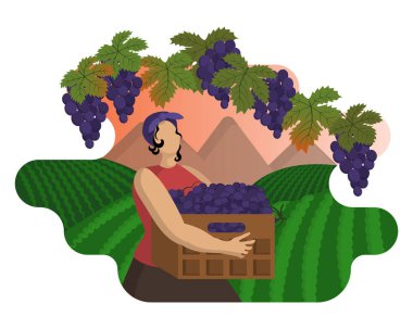 Beautiful woman is harvesting grape against background of vineyards and mountain landscape