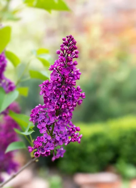 Purple lilac flowers on a blurred background. — Stock Photo, Image