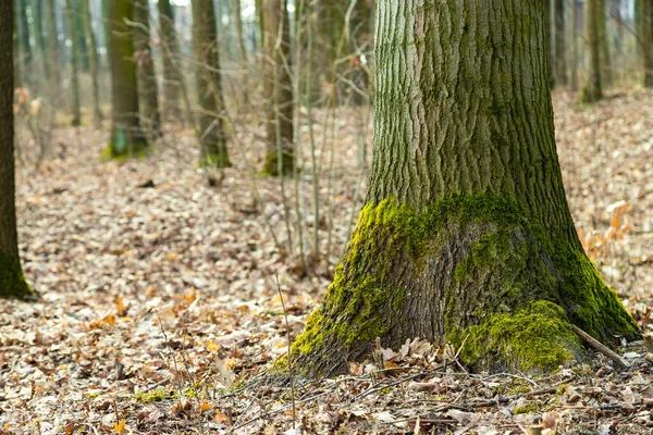 Moss on a tree trunk in the forest. Forest in early spring. Green lichen.