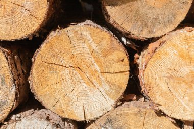 Bir çam ağacının gövdesinin kesiti. Ağaç kütüğü. Çözünme. Çevre tahribatı. Işık ve gölge. Yakacak odun.