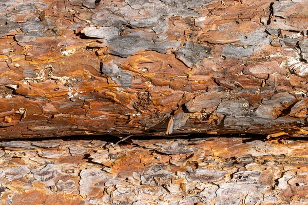 Çam Kabuğunu Kes Dokuları Doğal Kahverengi Arkaplan Kozalaklı Ağaç Gövdesi — Stok fotoğraf