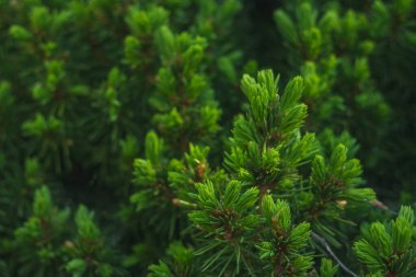 Yeşil arkaplan ve kozalaklı motif. Baharın başında bahçede. Park tılsımları.