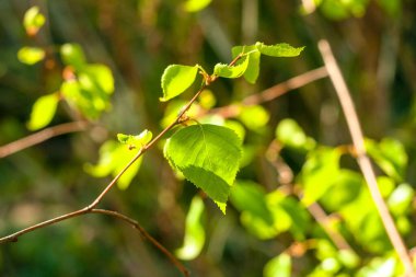 Genç huş ağacı sabah güneşinde yapraklanır. Ormanda ilkbahar. İyi enerji. Yeşil renk. Huzur içinde yat..