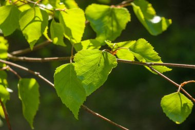 Genç huş ağacı sabah güneşinde yapraklanır. Ormanda ilkbahar. İyi enerji. Yeşil renk. Huzur içinde yat..