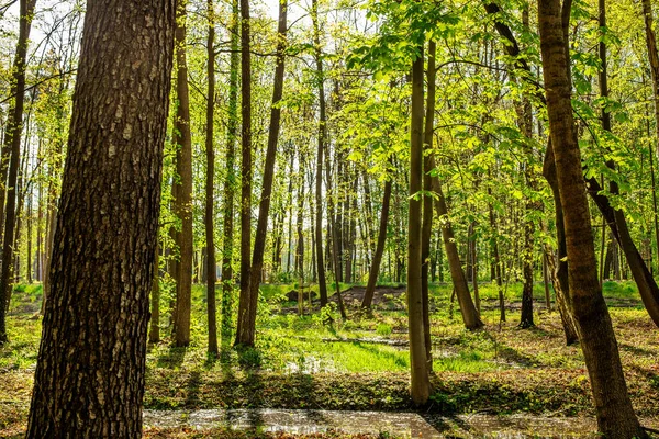 Mayıs Ormanı Nda Sabah Sabah Güneşinde Taze Yeşil Yapraklar Parkta — Stok fotoğraf