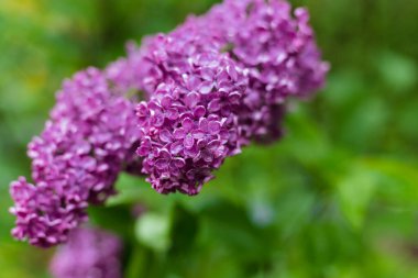 Çiçekli mor leylak. Yağmurdan sonra bahçe. Çiçek yapraklarına su damlası. Polonya bahar renkleri.
