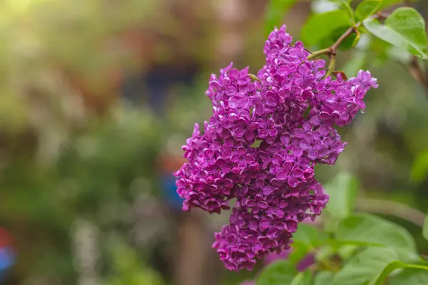 Blühender Purpurflieder Mai Garten Nach Dem Regen Wassertropfen Auf Blütenblätter — Stockfoto