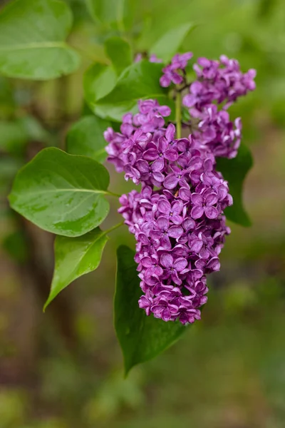 Lilas Violet Fleurs Mai Jardin Après Pluie Eau Tombe Sur — Photo