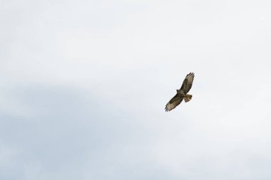 Gökyüzünde uçmak için siyah uçurtma
