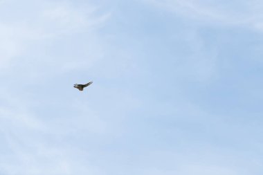 Gökyüzünde uçmak için siyah uçurtma