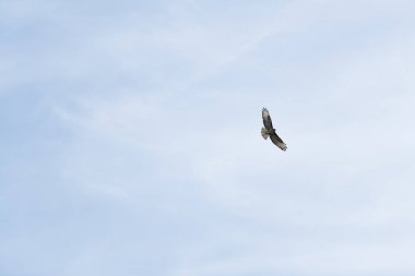 Gökyüzünde uçmak için siyah uçurtma