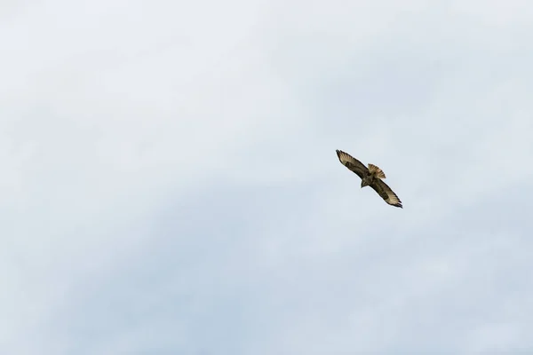 Schwarzmilan fliegt in den Himmel — Stockfoto
