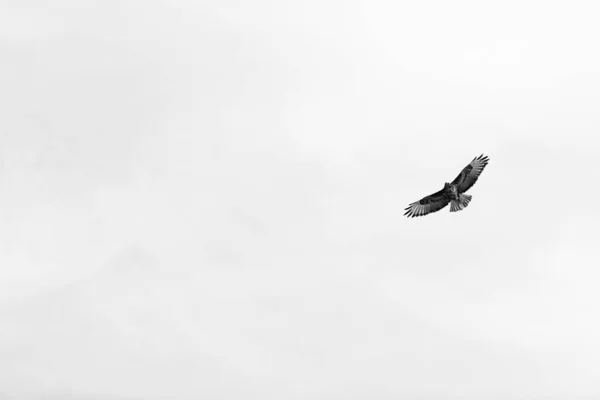 Fekete sárkány repülni az égen — Stock Fotó