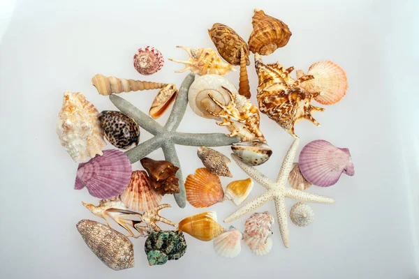 Um monte de conchas diferentes em um fundo branco. Seashells recolhidos em férias. Todo mundo gosta de coletar conchas. Tesouro marinho . — Fotografia de Stock