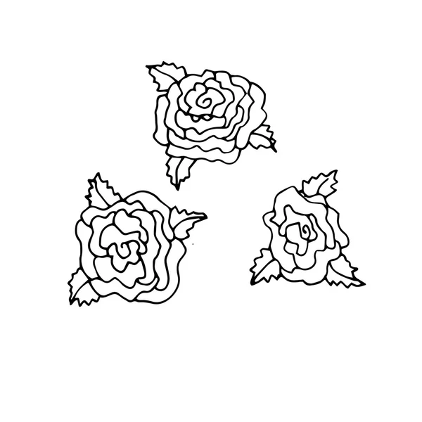Hand drawn roses — Stock Vector