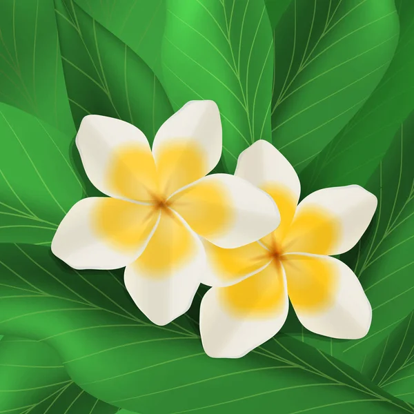 Plumeria white and yellow flowers in bloom — Stock Vector