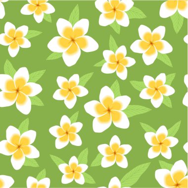 Plumeria güzel kokulu çiçekler arka plan