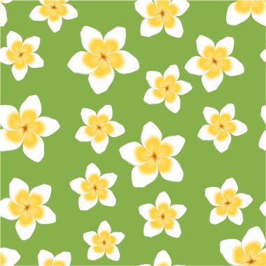 Plumeria güzel kokulu çiçekler arka plan