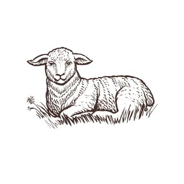 Lamb farm animal sketch clipart