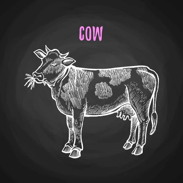 Vaca animal en tiza en pizarra — Vector de stock